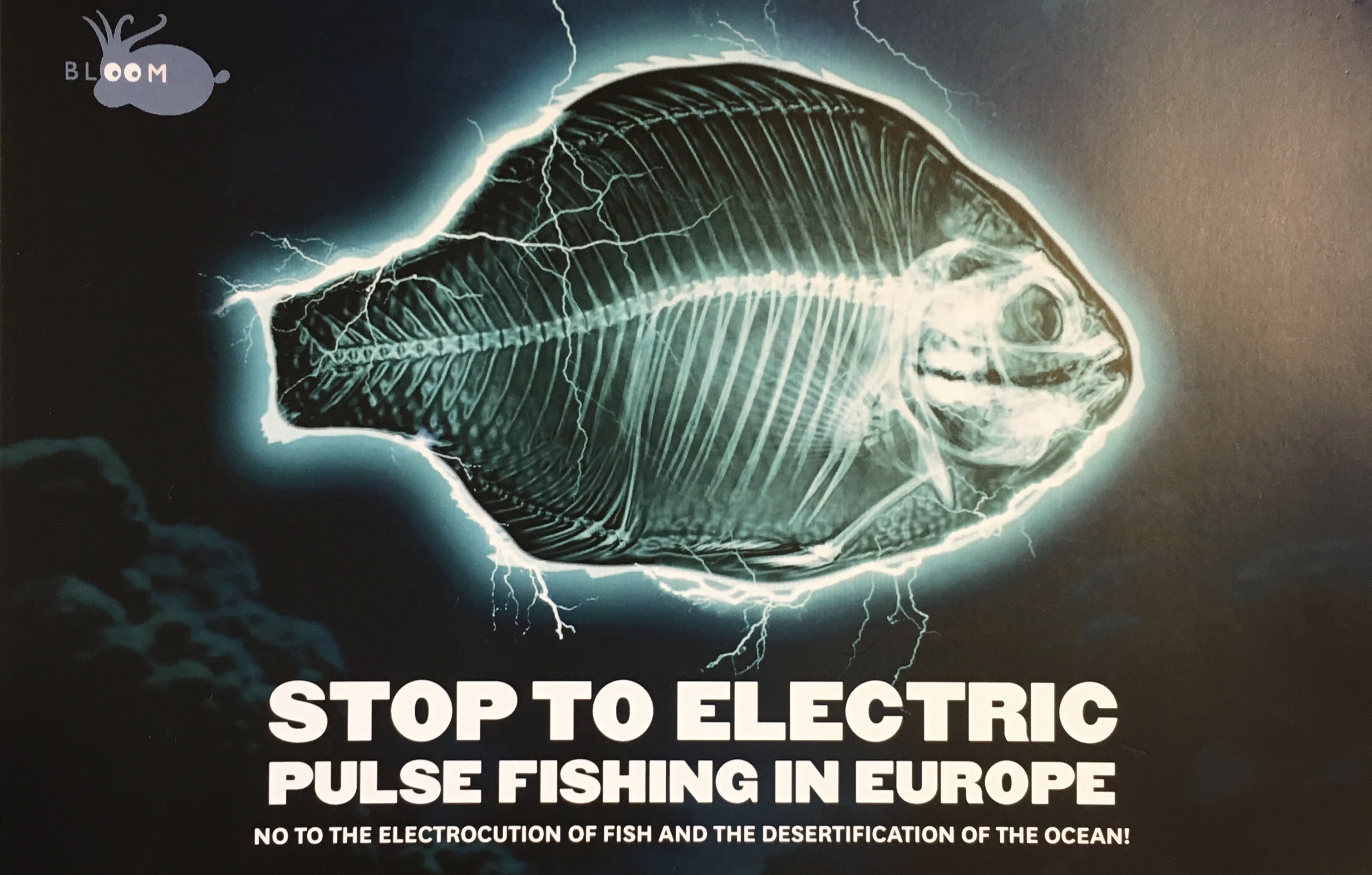 European Parliament Backs Ban on Pulse Fishing